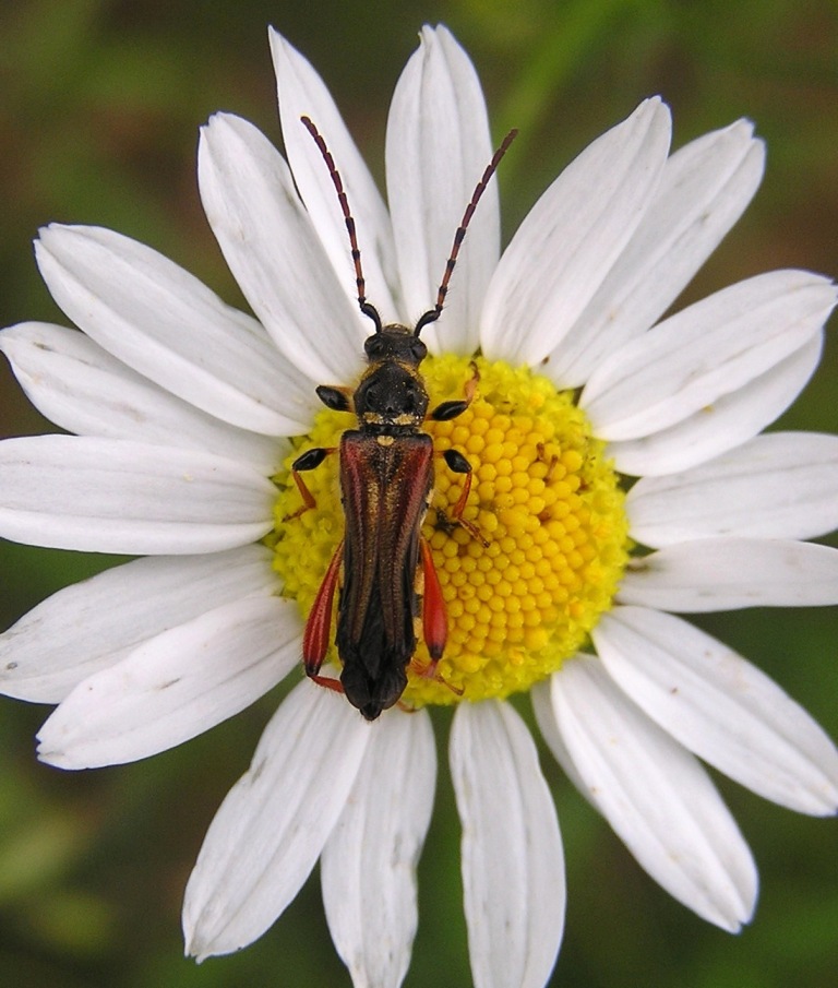 Stenopterus rufus (Linnaeus, 1767)