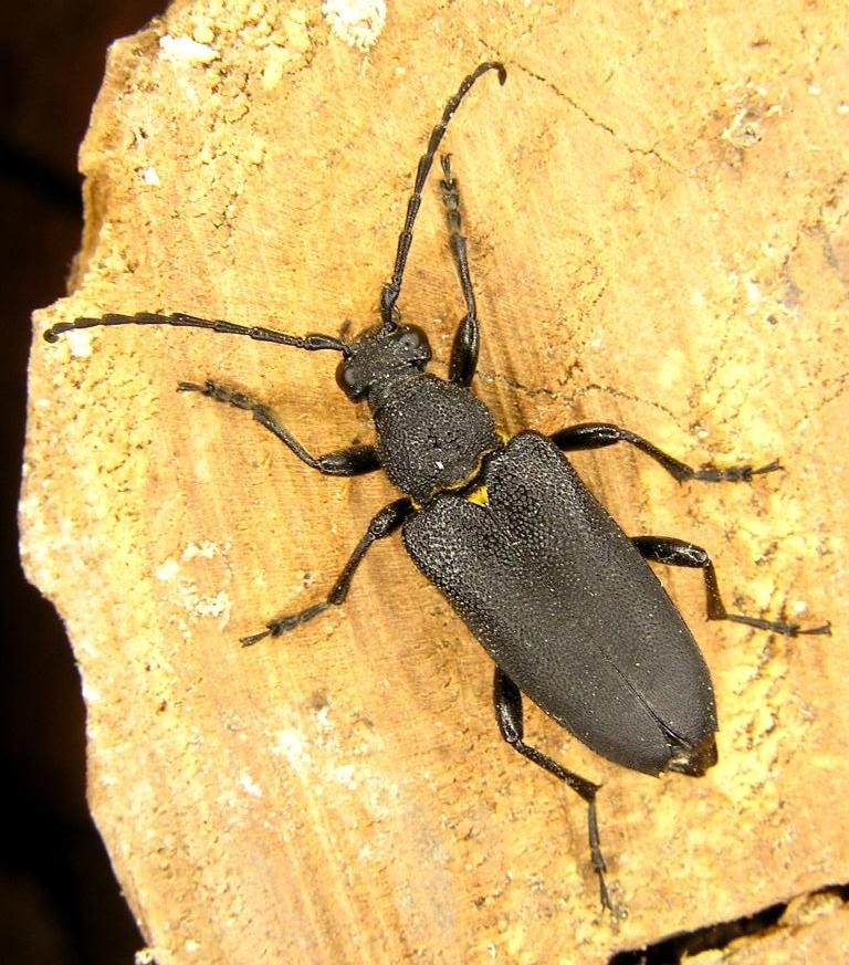 Stictoleptura scutellata (Fabricius, 1781) 