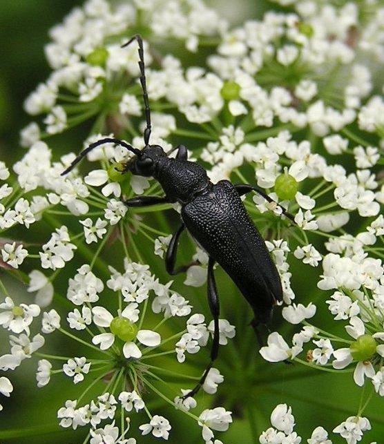 Stictoleptura scutellata (Fabricius, 1781) 