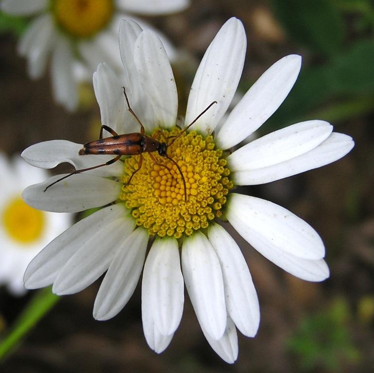 Stenurella septempunctata (Fabricius, 1792)