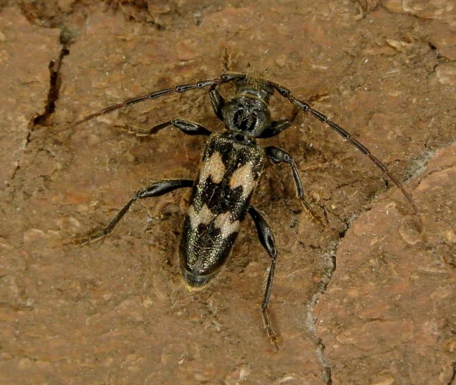 Semanotus undatus (Linnaeus, 1758)