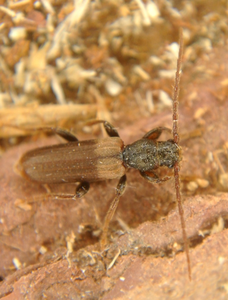 Tetropium fuscum (Fabricius, 1787)