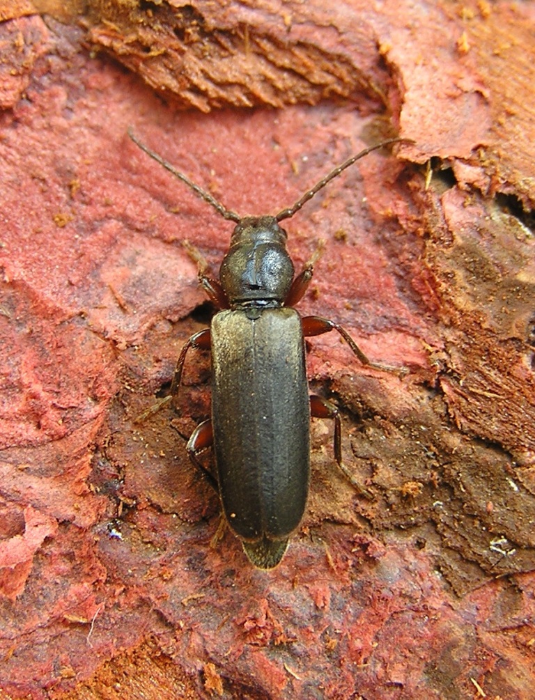 Tetropium gabrieli Weise, 1905