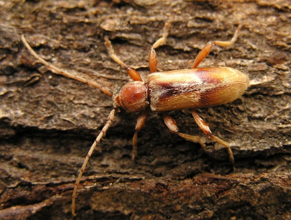 Trichoferus pallidus (Olivier, 1790)