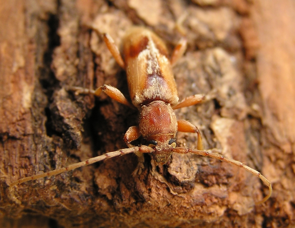 Trichoferus pallidus (Olivier, 1790)