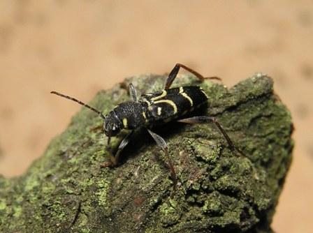 Xylotrechus antilope (Schnherr, 1817)