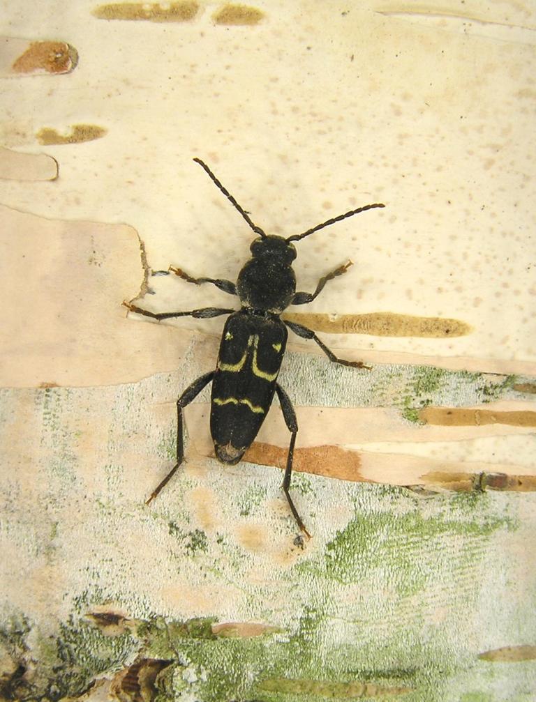 Xylotrechus capricornus (Gebler, 1830) 