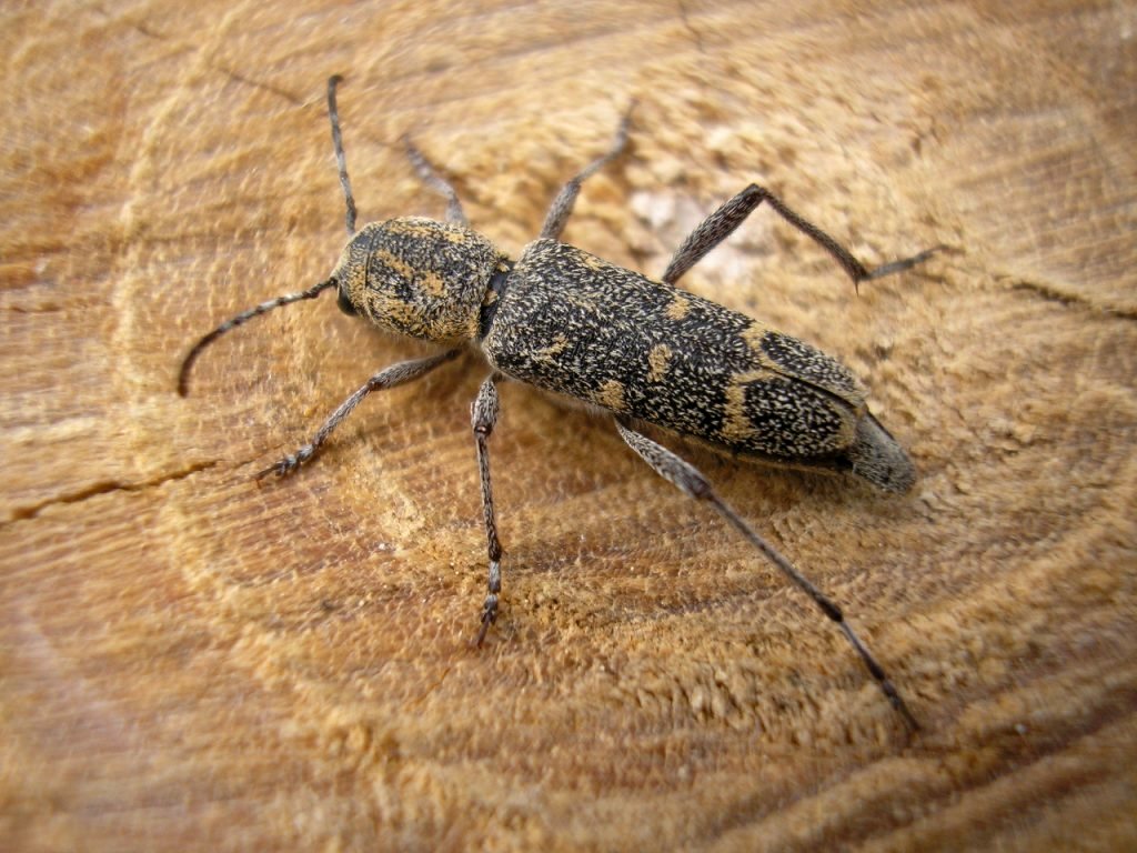 Xylotrechus pantherinus (Savenius, 1825)