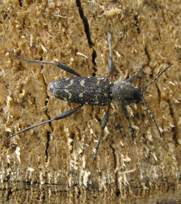 Xylotrechus rusticus (Linnaeus, 1758)