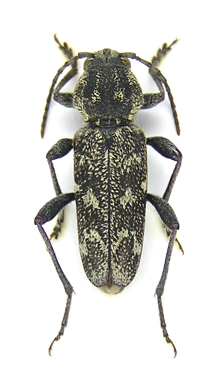 Xylotrechus rusticus (Linnaeus, 1758)