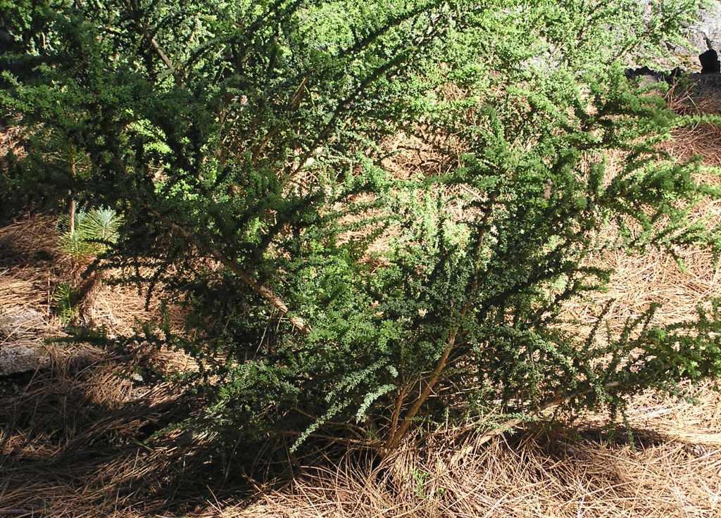 Adenocarpus viscosus