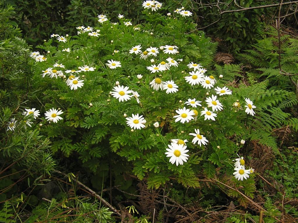 Argyranthemum