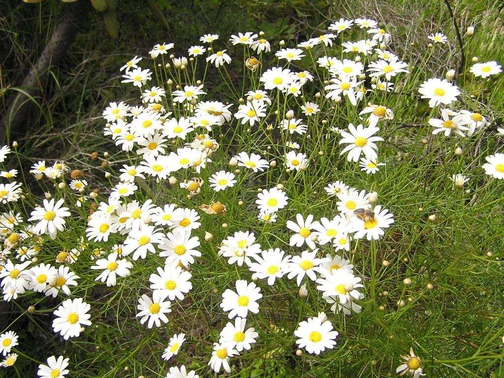 Argyranthemum gracile