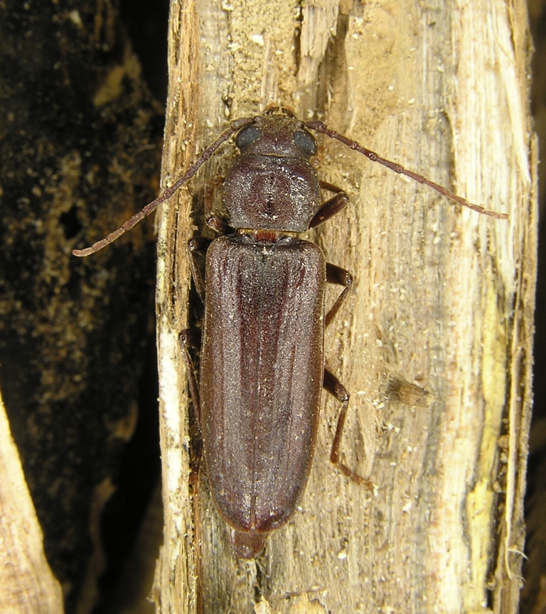 Arhopalus pinetorum (Wollaston, 1863)