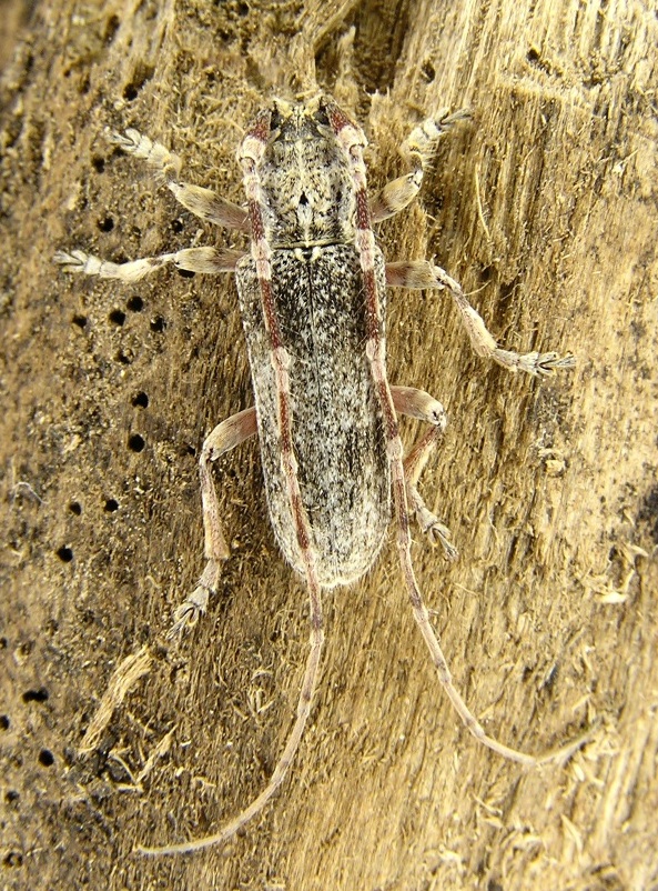 Deroplia albida (Brull, 1839)