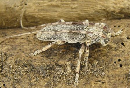 Deroplia albida (Brull, 1839)