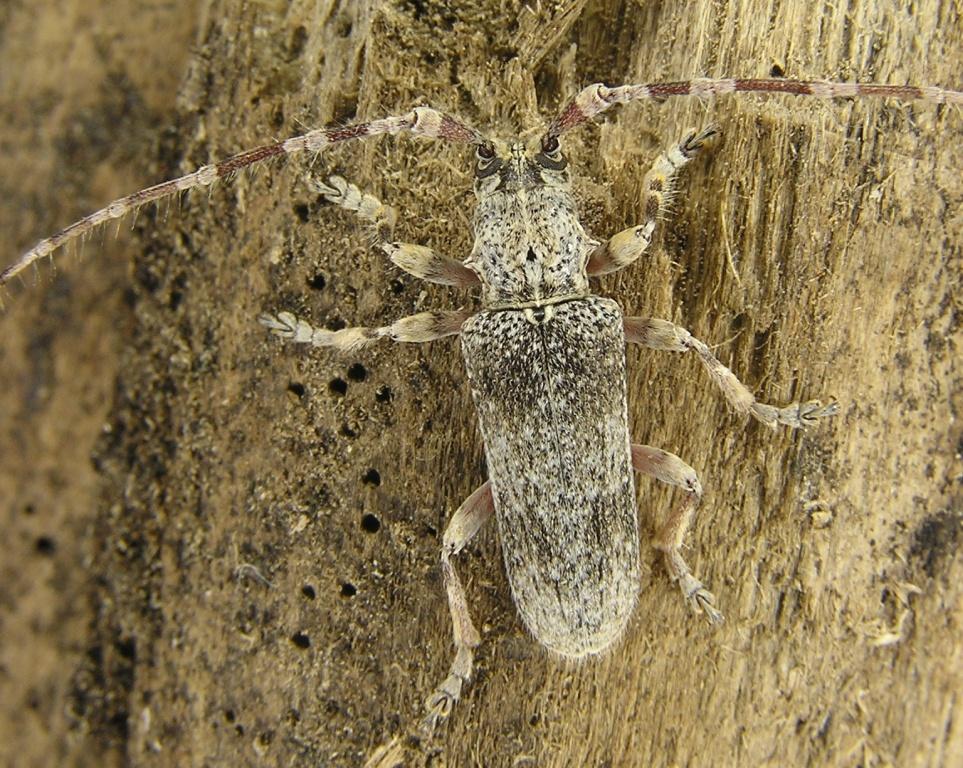 Deroplia albida (Brull, 1839)