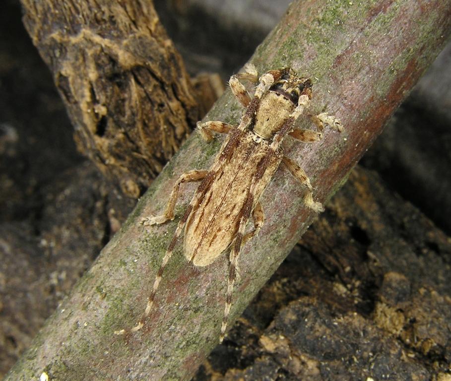 Deroplia annulicornis (Brull, 1839)