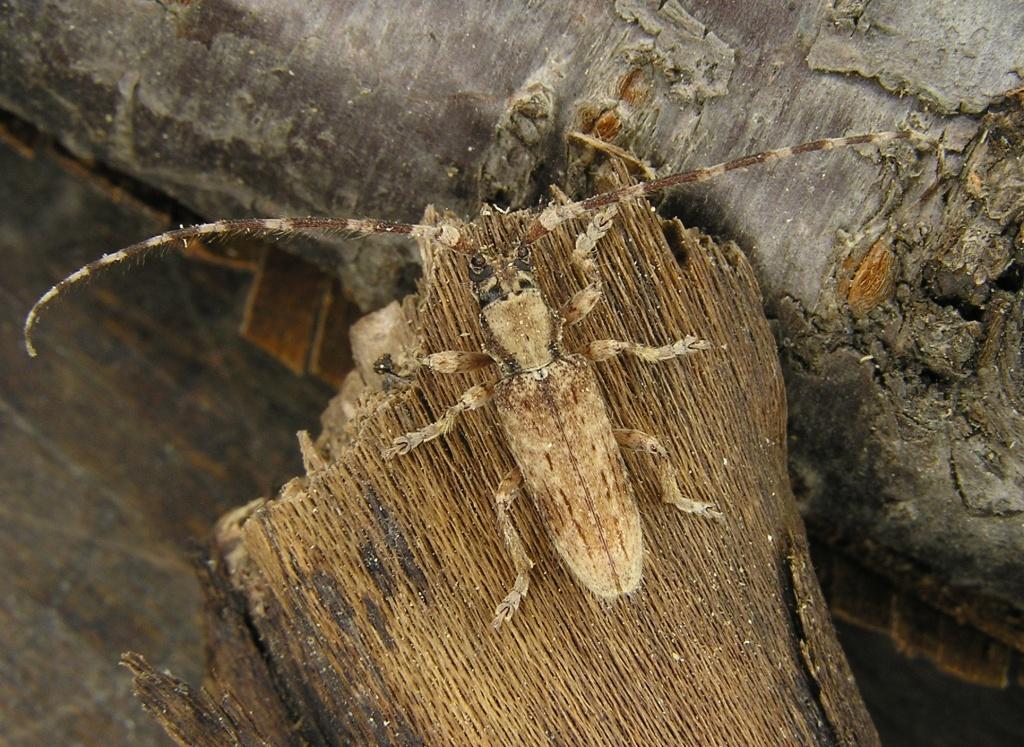 Deroplia annulicornis (Brull, 1839)