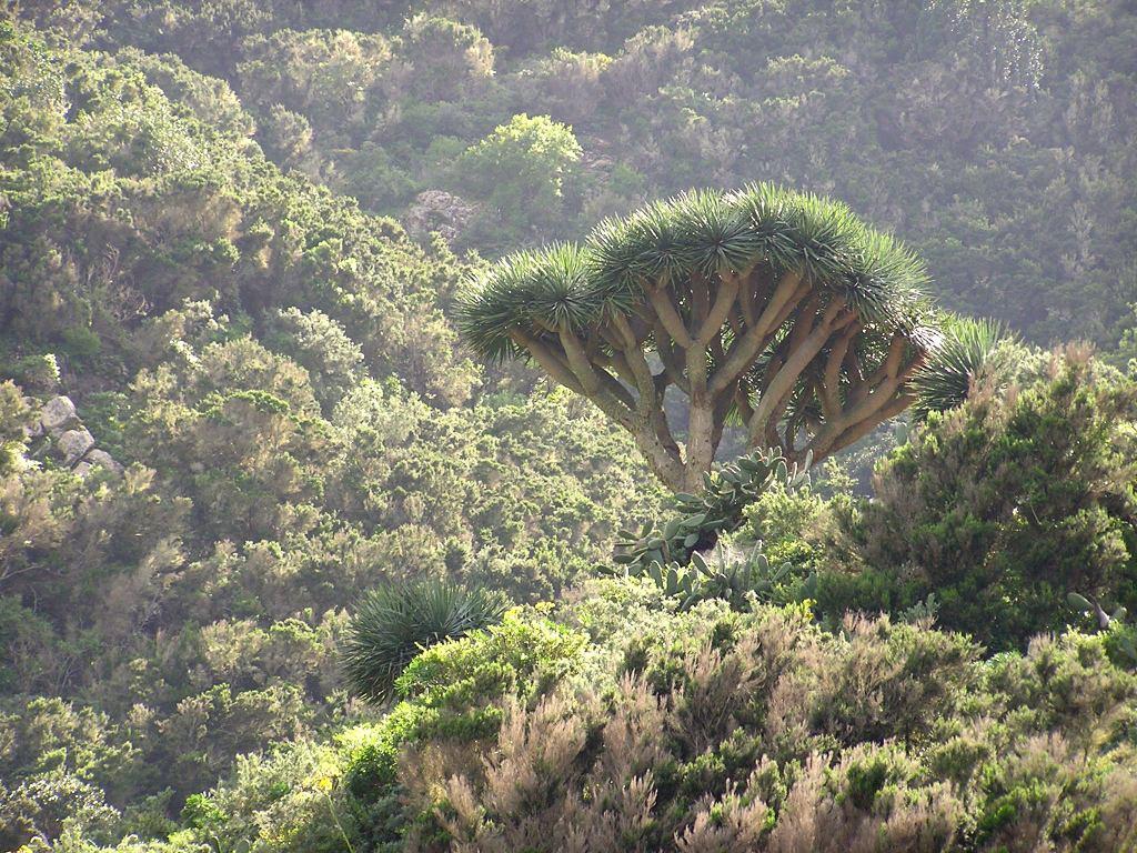 Dracaena draco