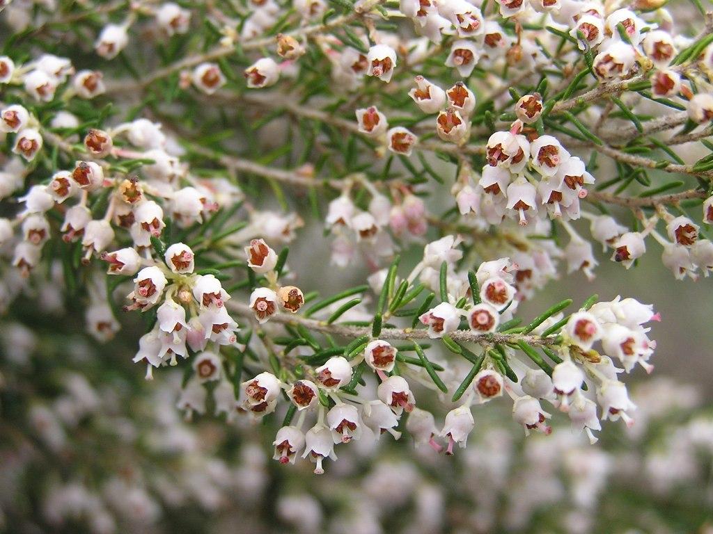 vesovec stromov (Erica arborea)