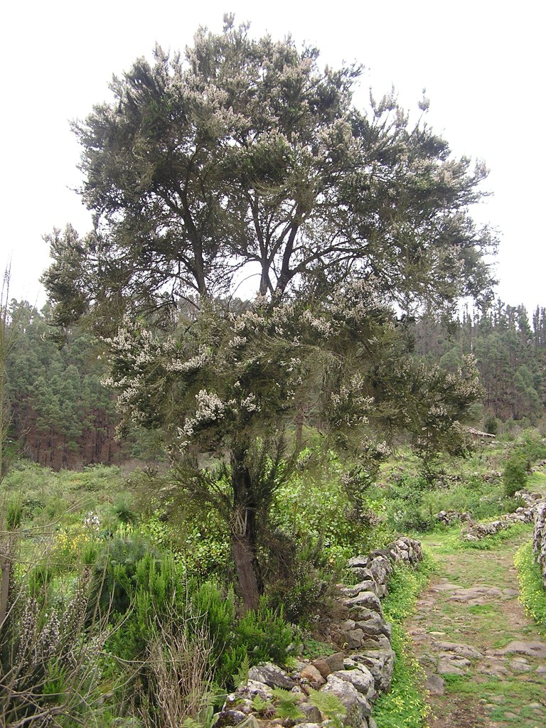 vesovec stromov (Erica arborea)