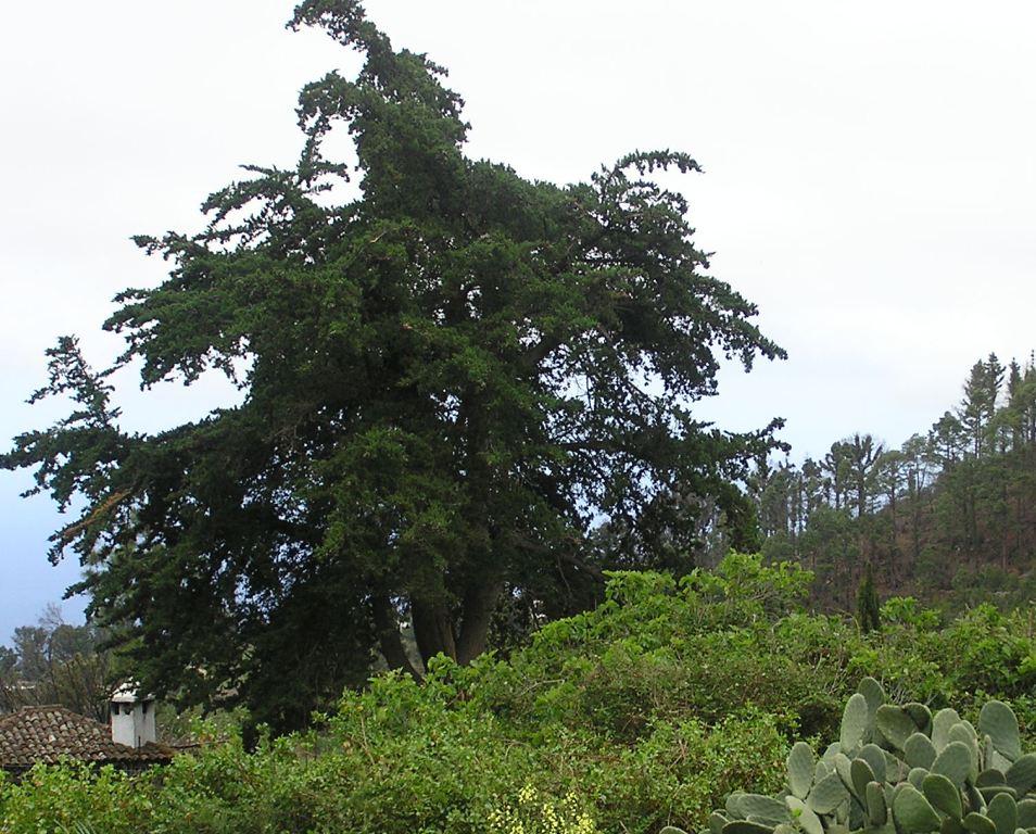 Juniperus turbinata ssp. canariensis