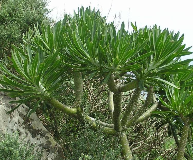 Kleinia neriifolia