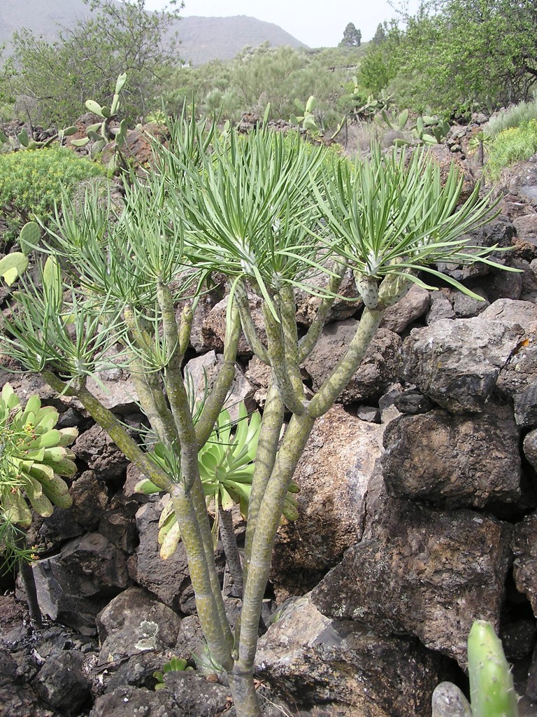 Kleinia neriifolia