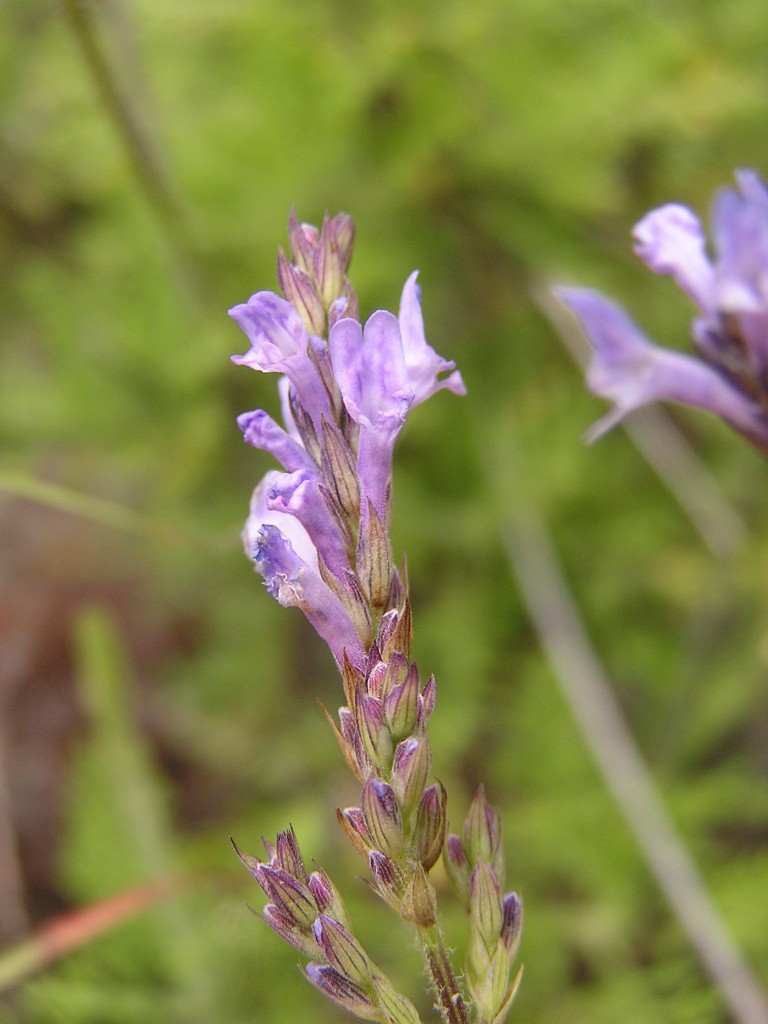 Lavandula