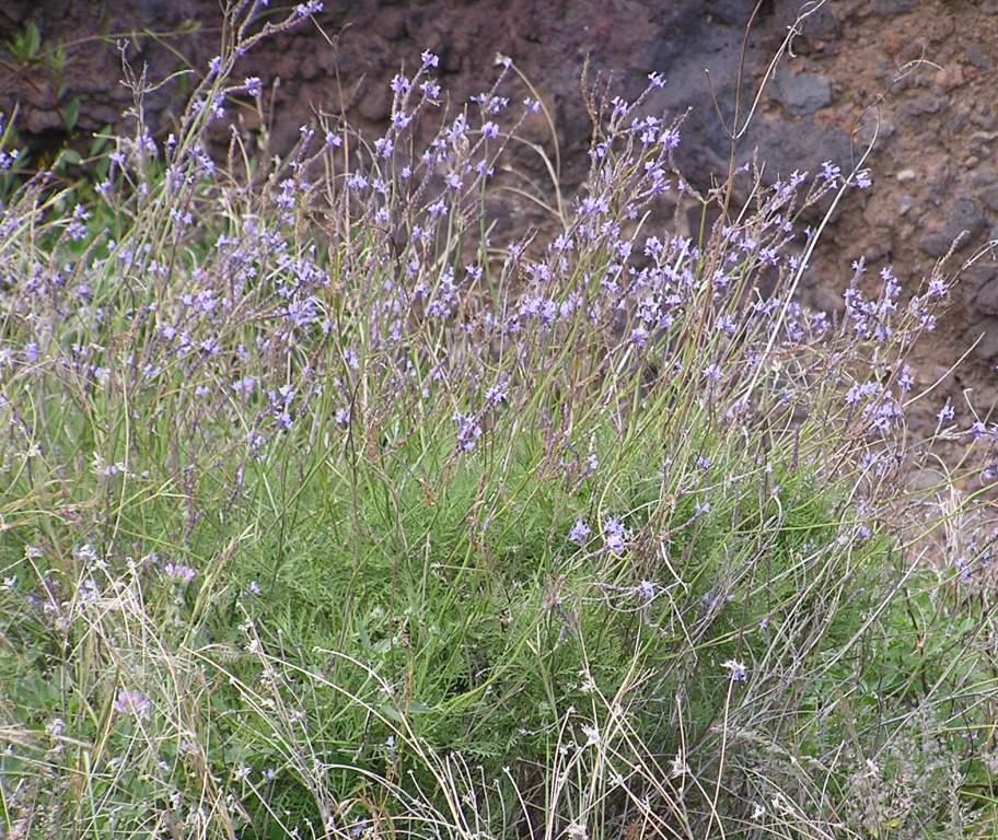 Lavandula