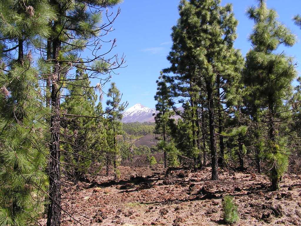 Pinus canariensis