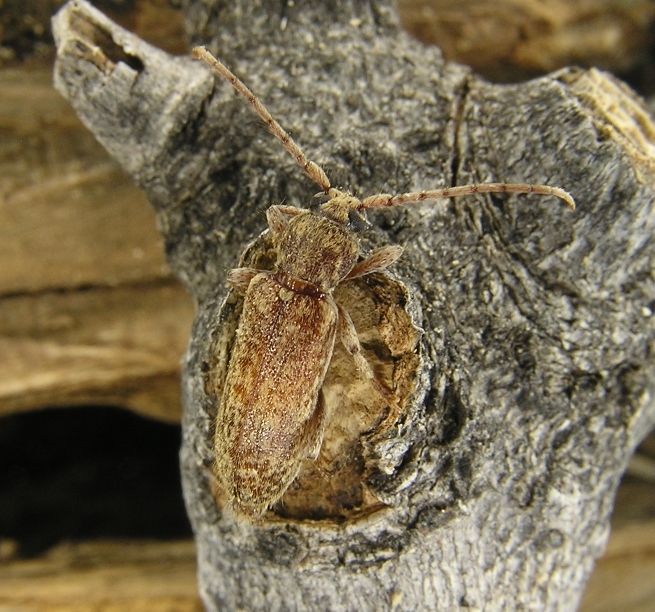 Trichoferus fasciculatus (Faldermann, 1837) ssp. senex Wollaston, 1854 