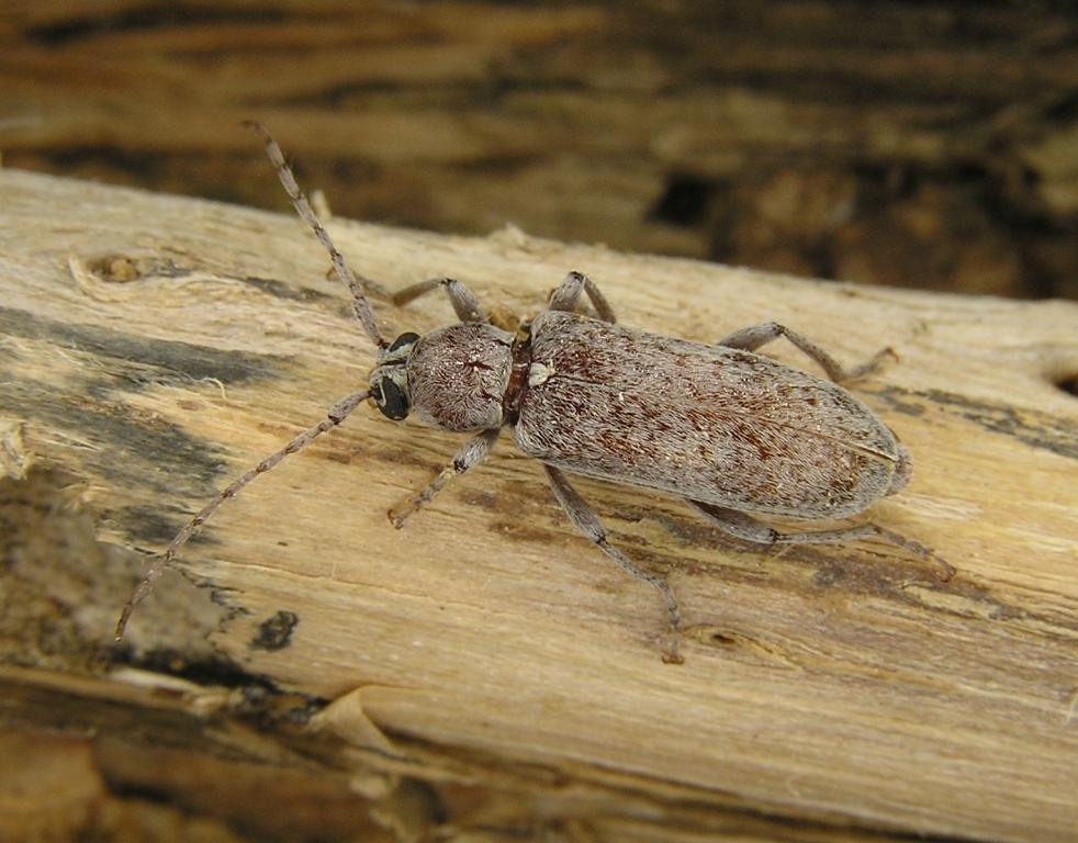 Trichoferus machadoi Sama et Schurmann, 1983 