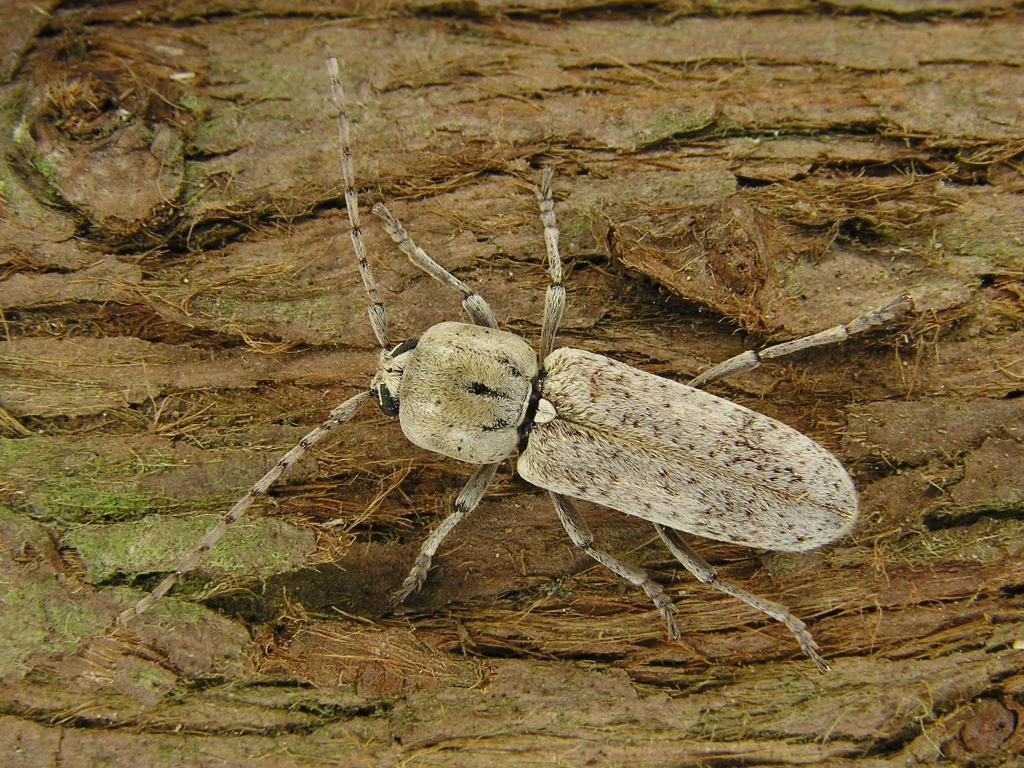 Trichoferus roridus (Brull, 1838)