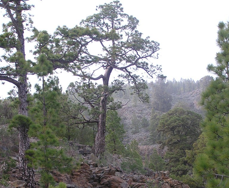 Pinus canariensis