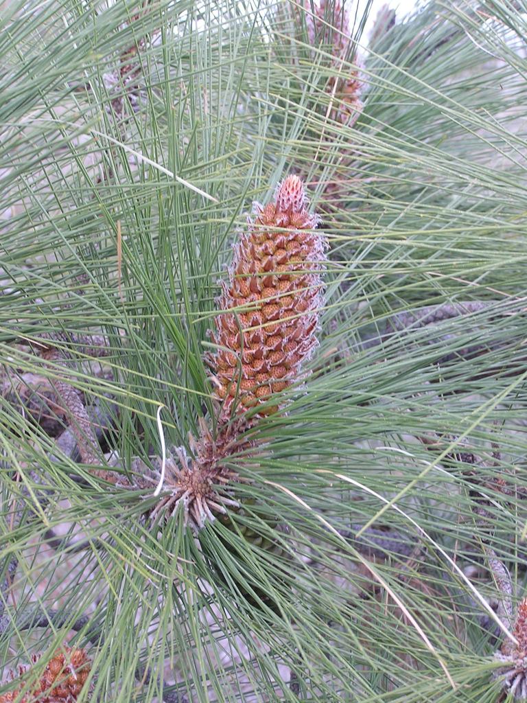 Pinus canariensis