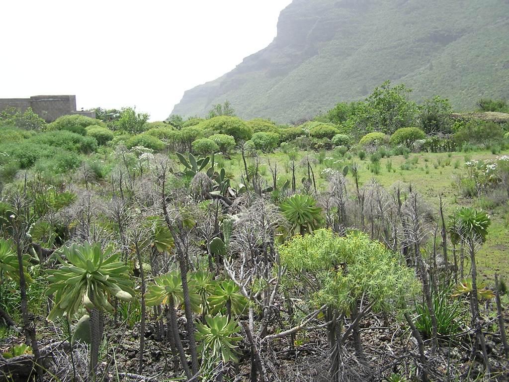 sukulentov bu - Tenerife