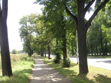 lipové stromořadí v Drážďanech
