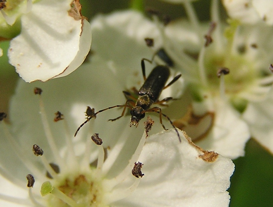 Grammoptera ruficornis (Fabricius, 1781) 