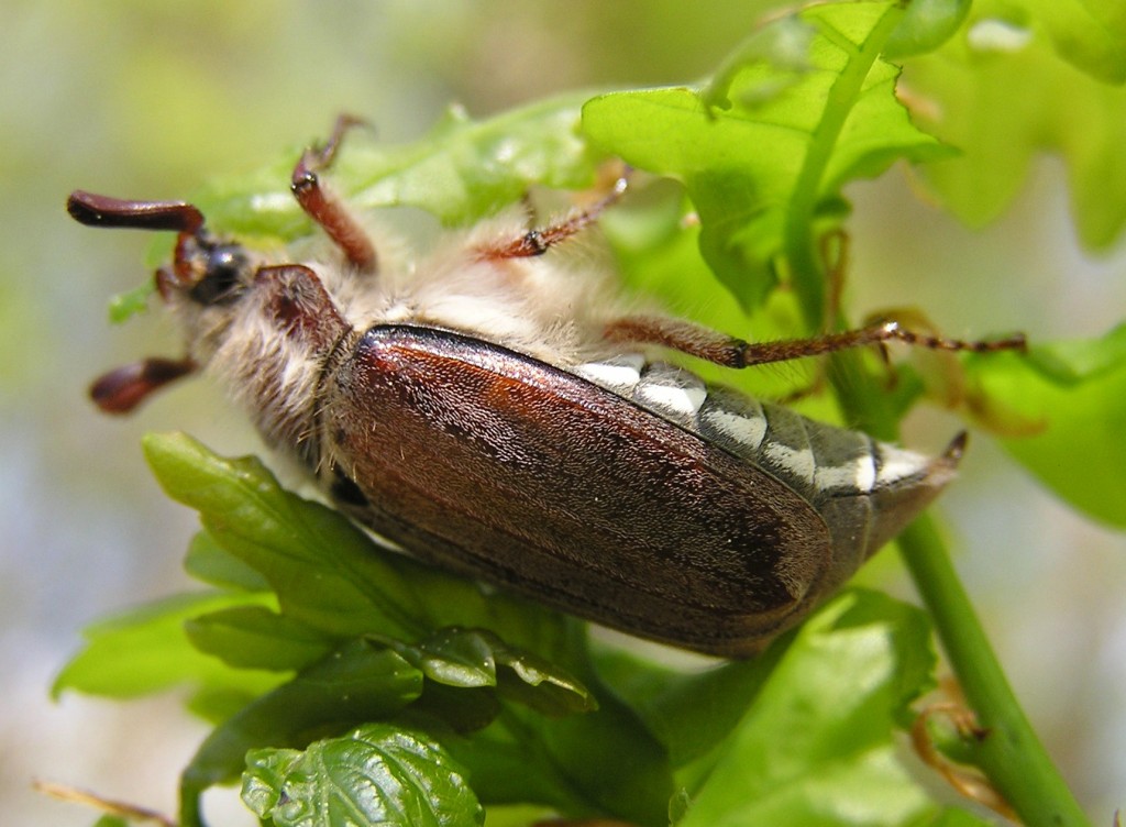 Melolontha hippocastani Fabricius 1801