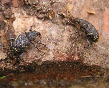   Hylobius abietis (Linnaeus, 1758) 