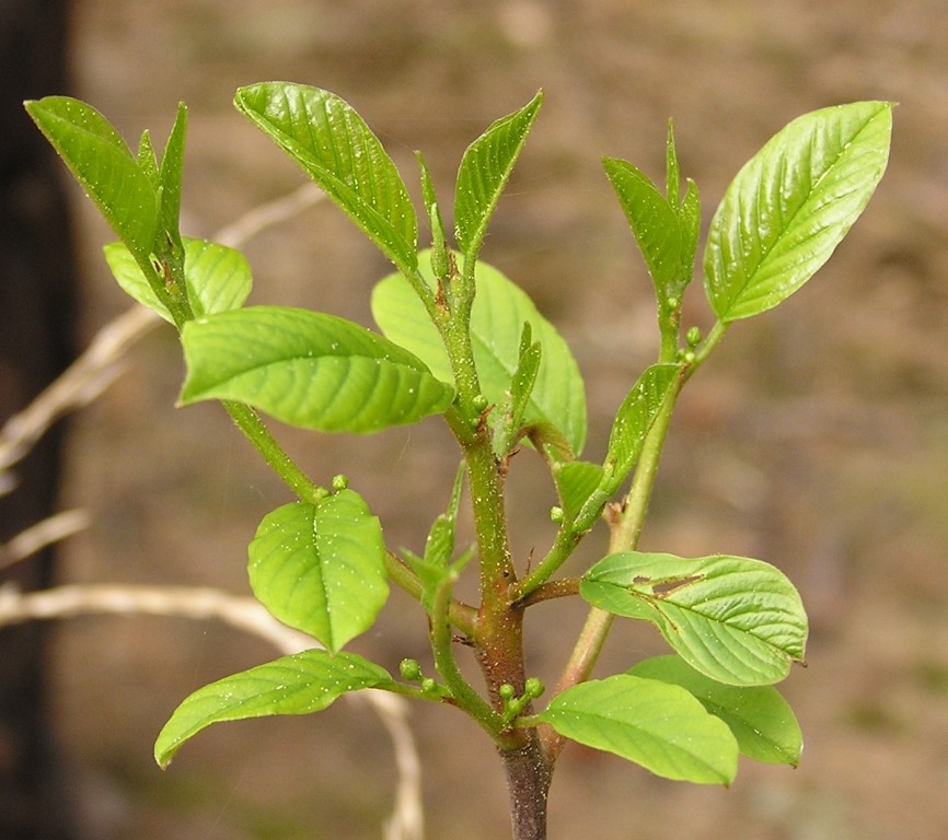 Frangula alnus Miller