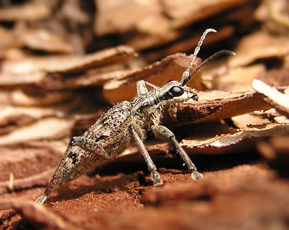 Rhagium inquisitor (Linnaeus, 1758)