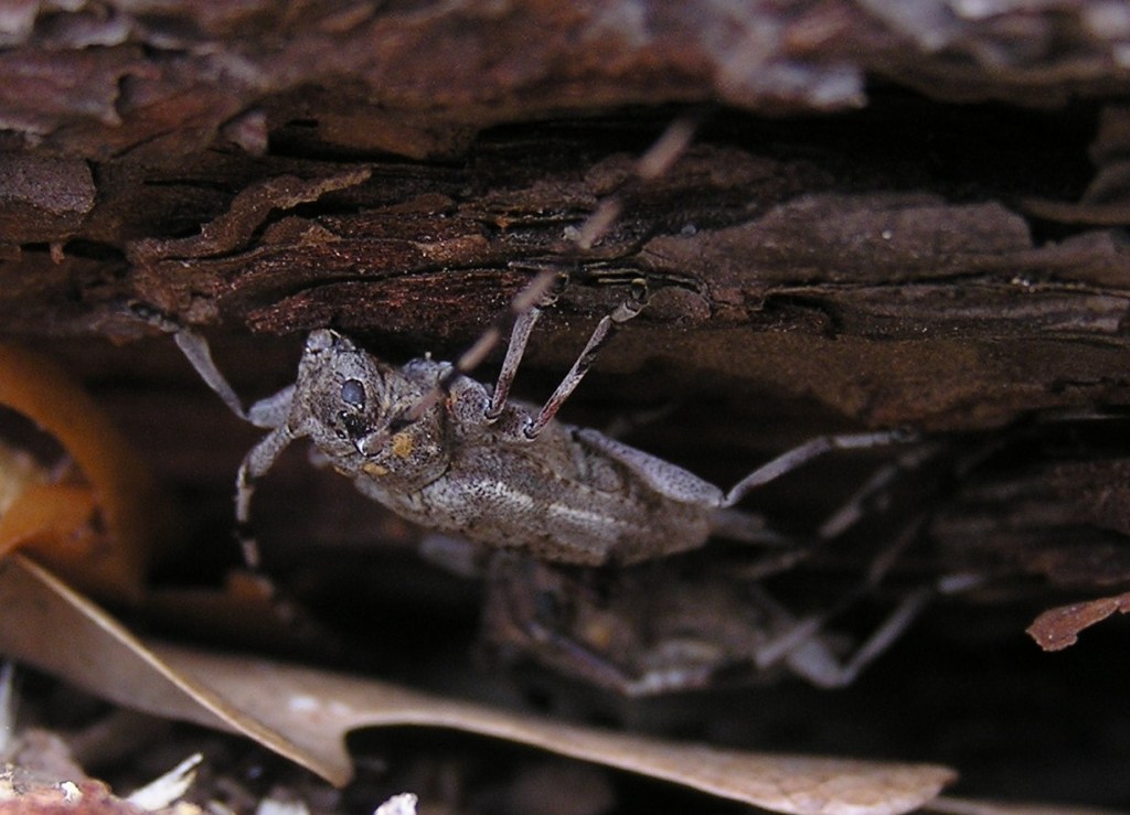 Acanthocinus aedilis (Linnaeus, 1758)