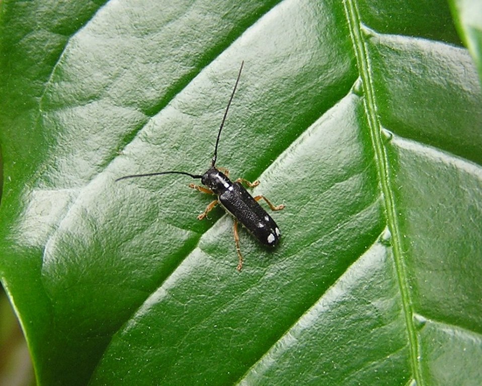 Menesia bipunctata (Zoubkoff, 1829)