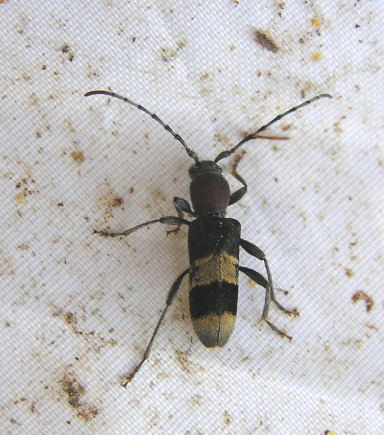 Anaglyptus praecellens Holzschuh, 1981 