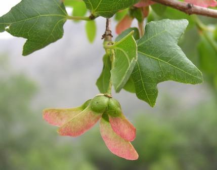 Acer sempervirens