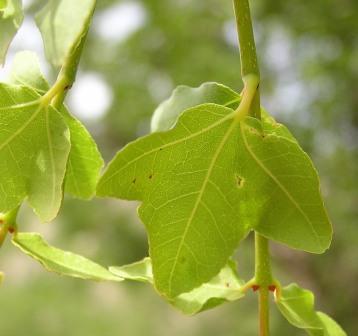 Acer sempervirens