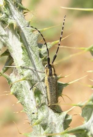 Agapanthia cynarae (Germar, 1817) ssp. michaeli Slma, 1987